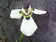 Moraea tricuspidata